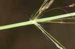 Tufted lovegrass